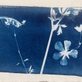 plants of my garden 3, cyanotypie, 2026, 13x18cm